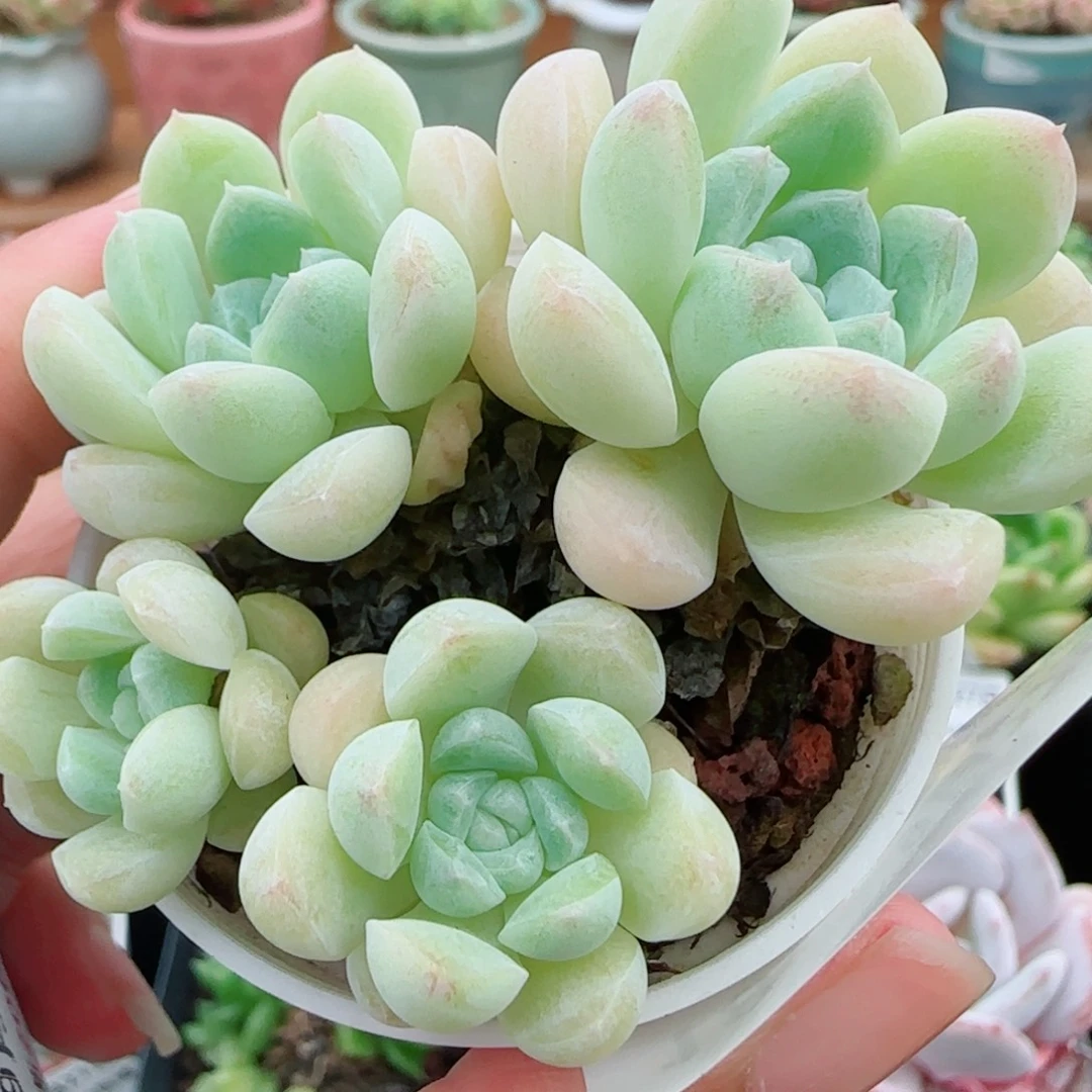 花语逸镜0927-18奶油美人