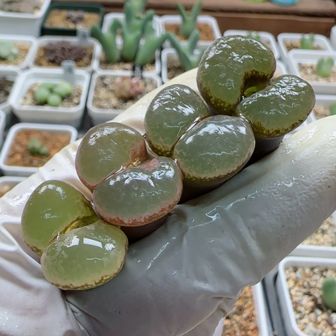 明*1-18-当天满58包邮精品多肉脱土