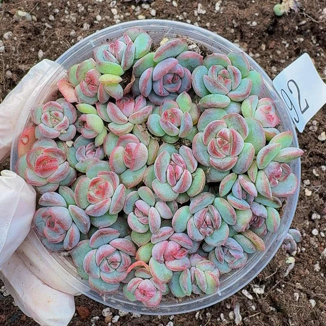 多肉植物多肉植物92