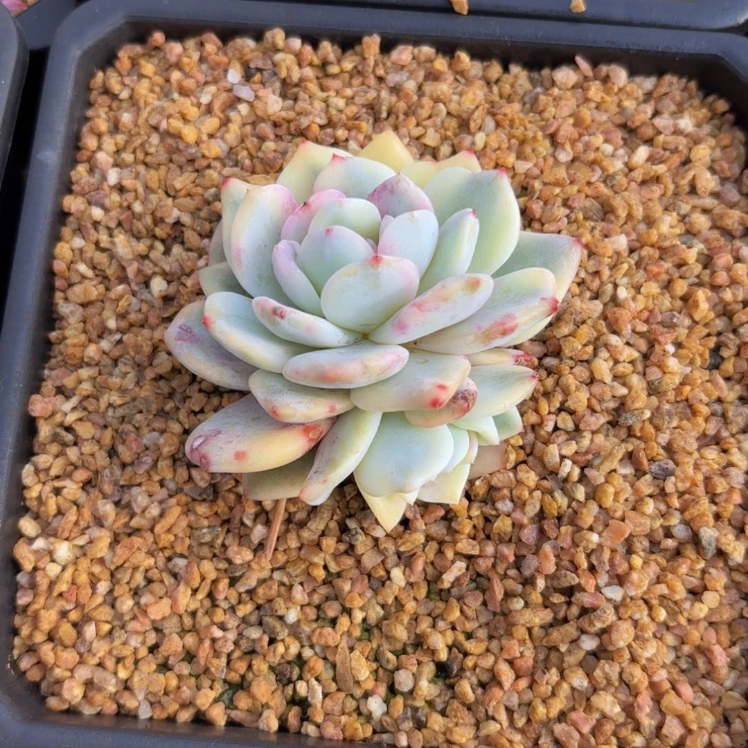 一物一拍，梦之雪锦两头