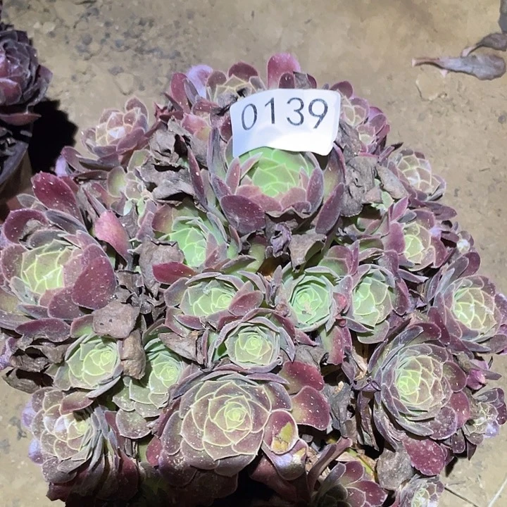 多肉植物法师139荷兰玫瑰