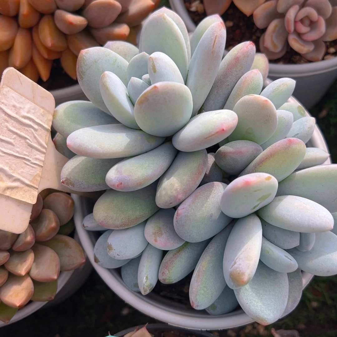 香玉等多种名贵的产品和服务于