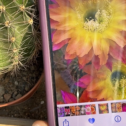 激流仙人球，2578990