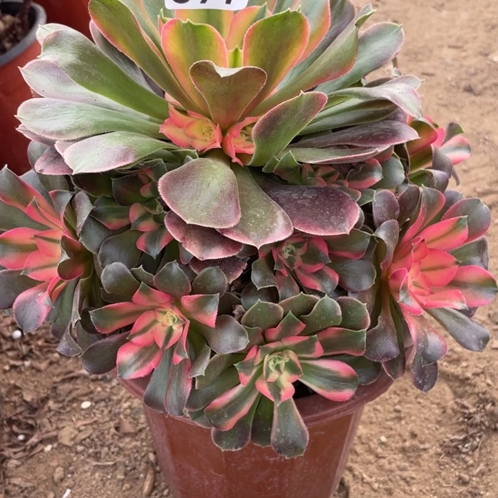 无花朵397香妃多肉植物