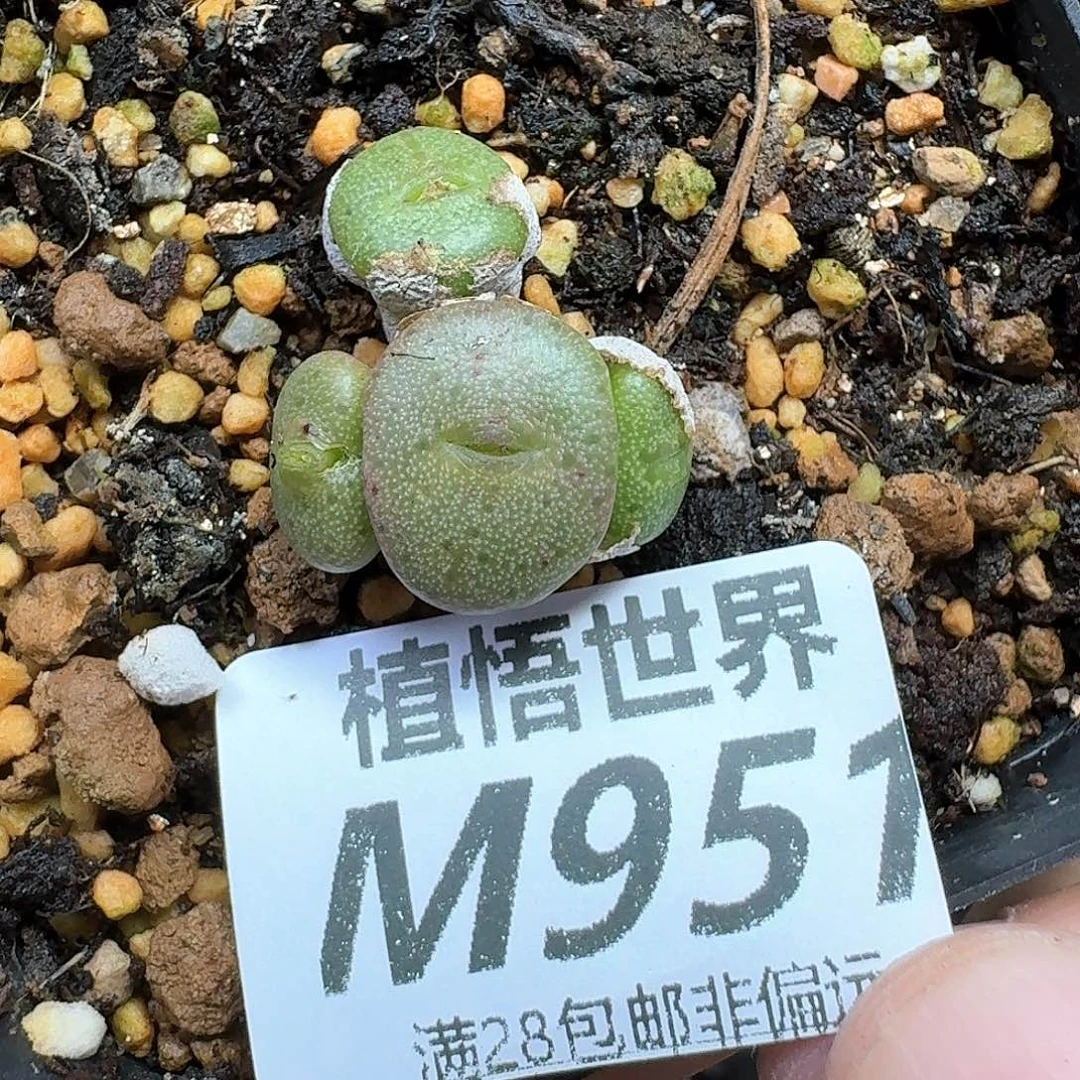 多肉植物的润泽的c