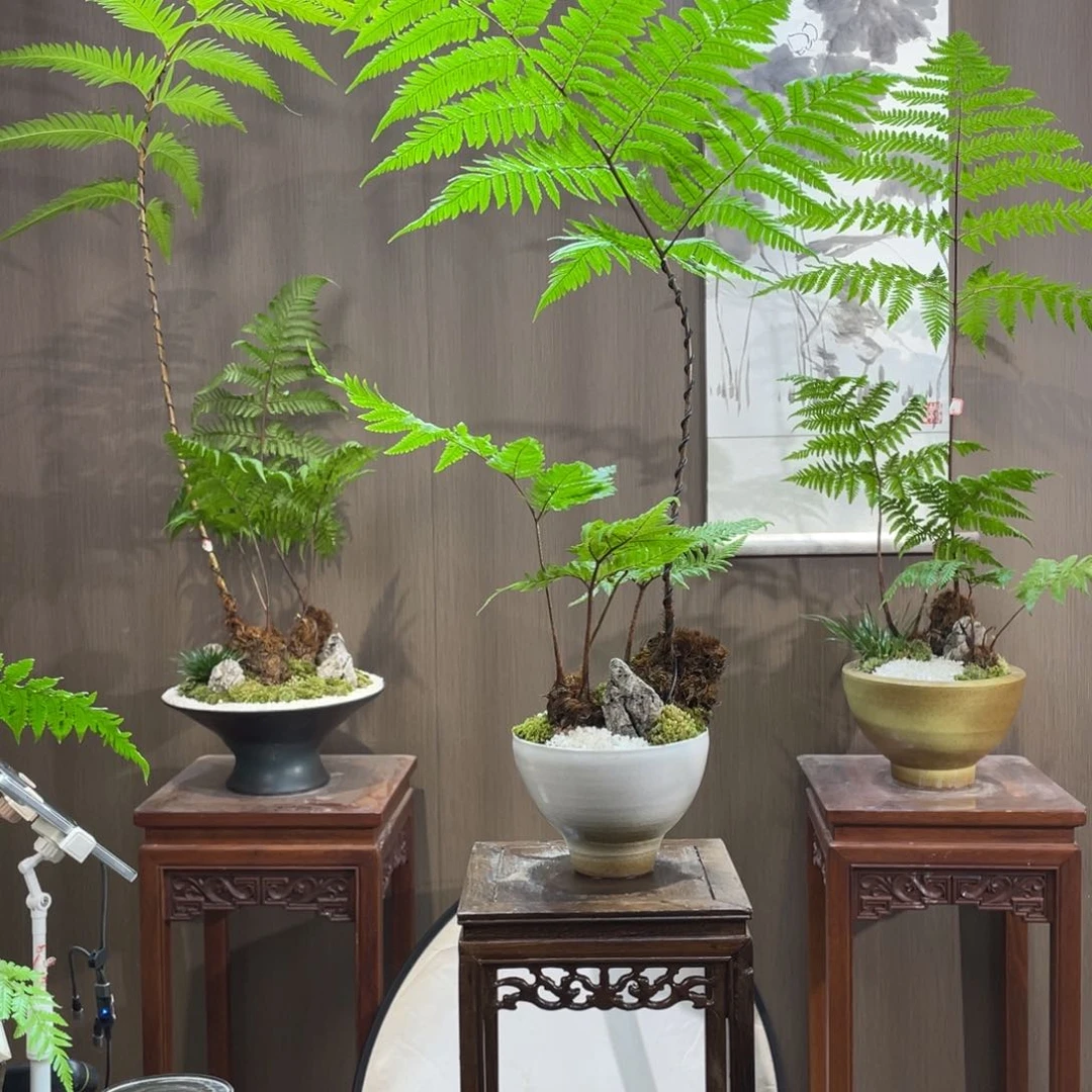 【闪购商品】不开花植物M**g蕨类