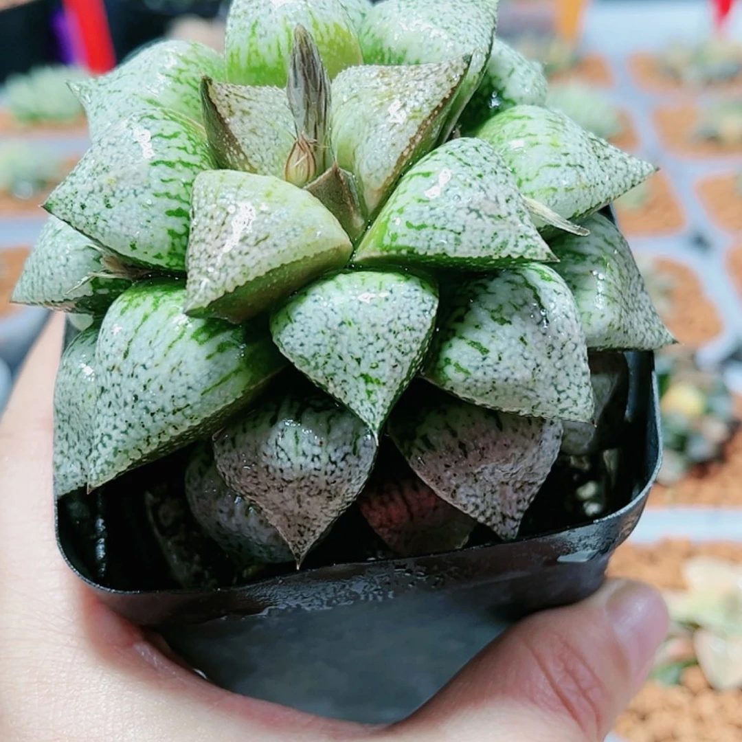 【闪购商品】实生白银