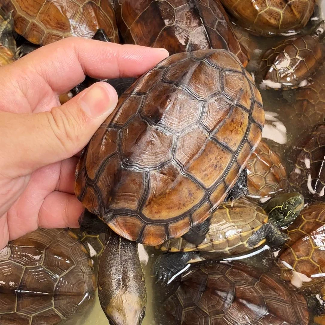 咻***呱母绿毛龟666666666