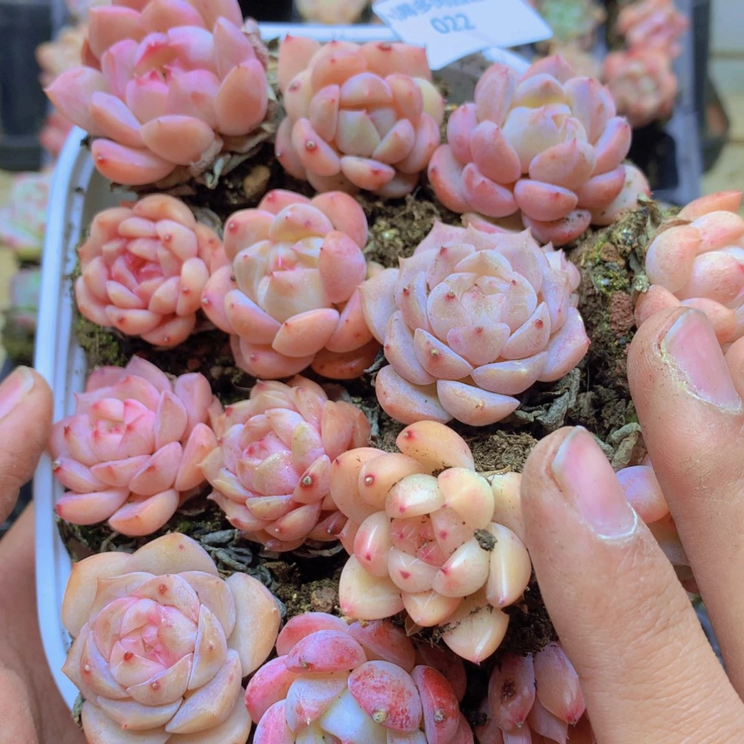 我要睡觉啦晚安了022