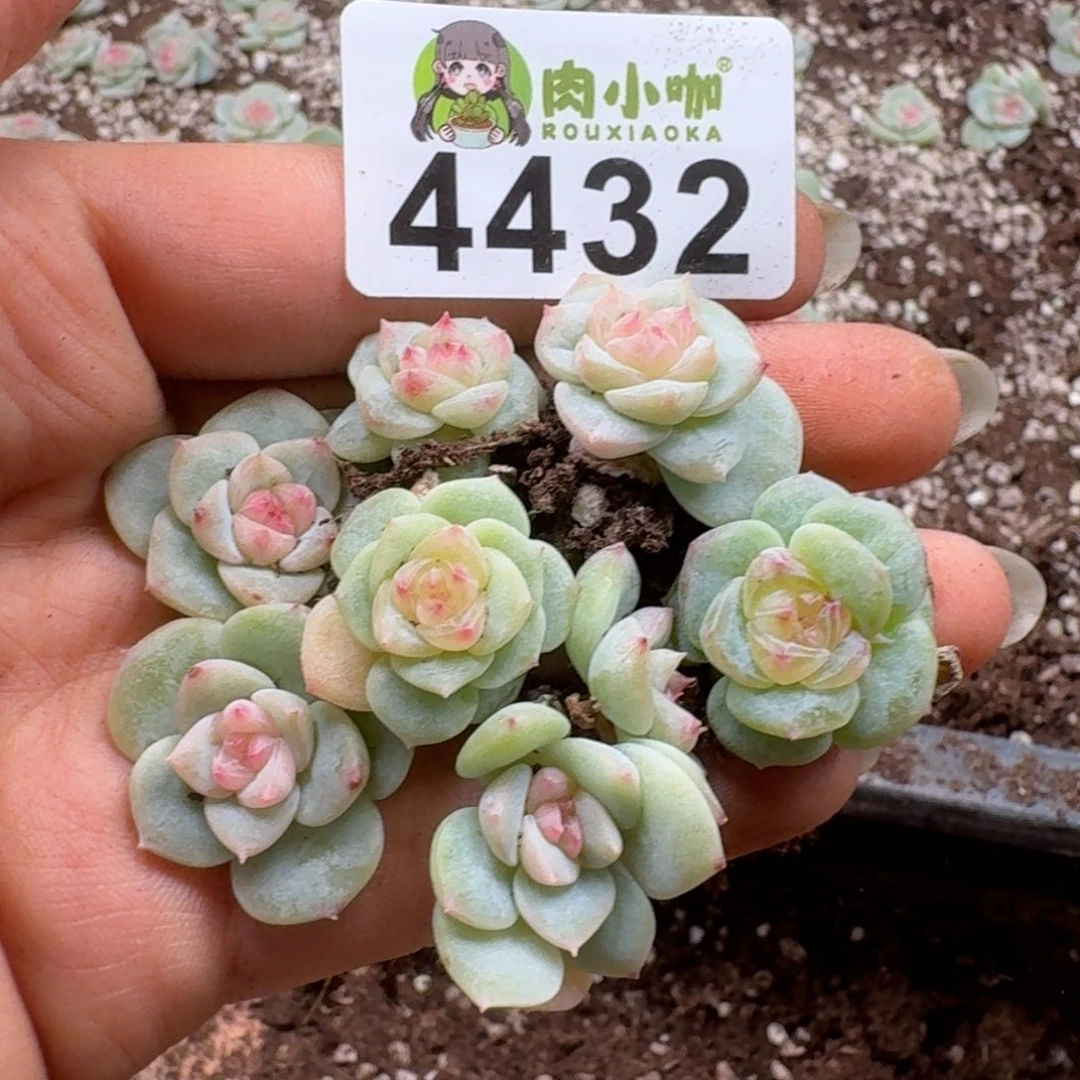 多肉植物多肉植物