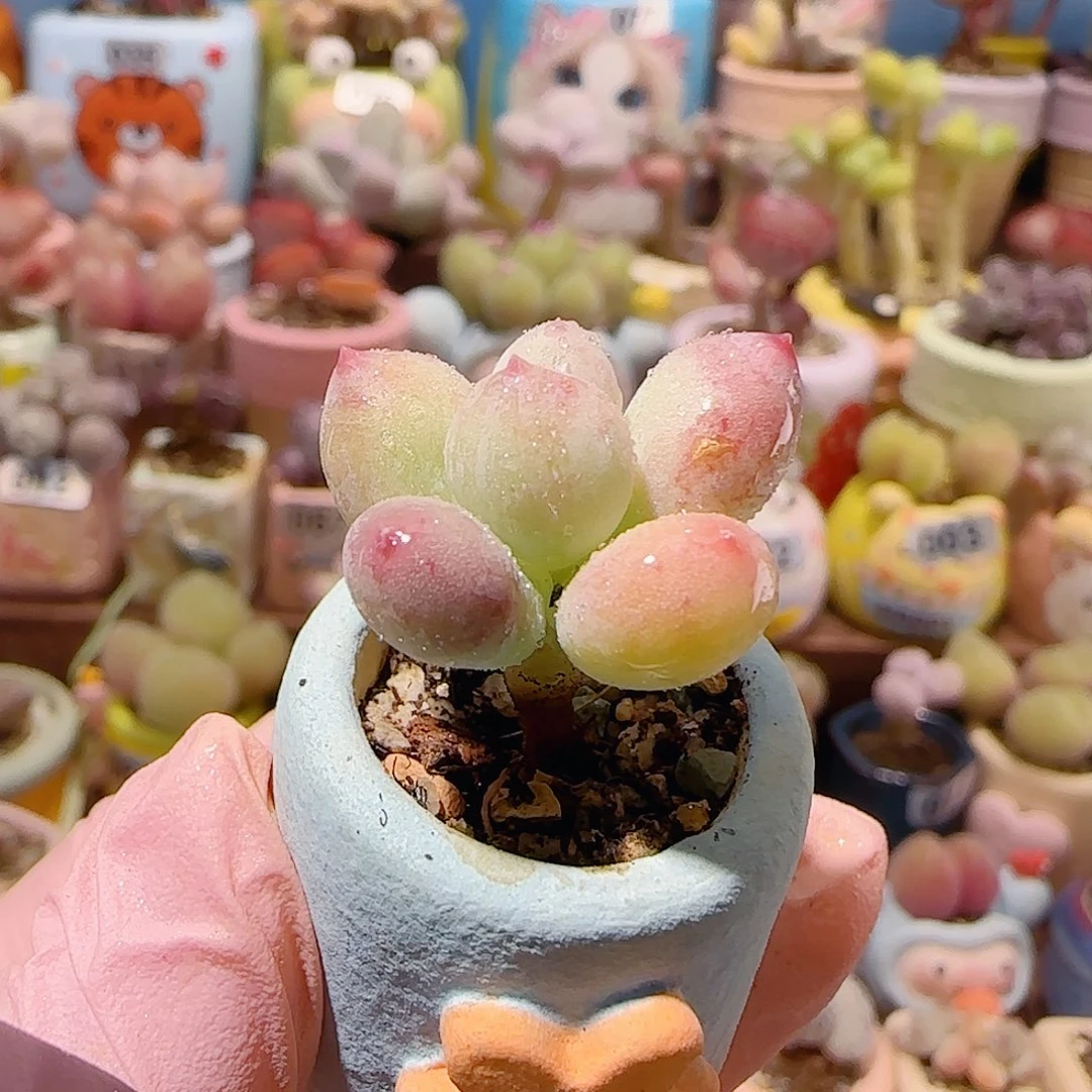 T可爱彩虹奶盆口2cm