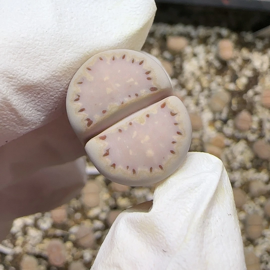 11.16.1621.015饼干.9026