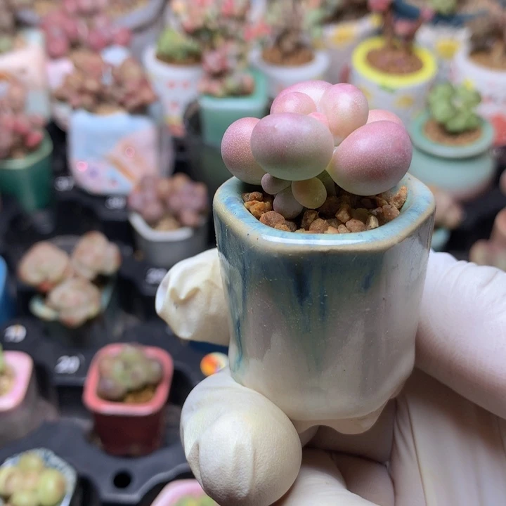 韩国正版黄金奶酪带盆发货