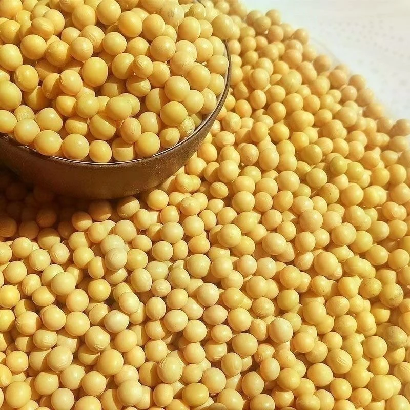 农家黄豆 正品保证 可打豆浆