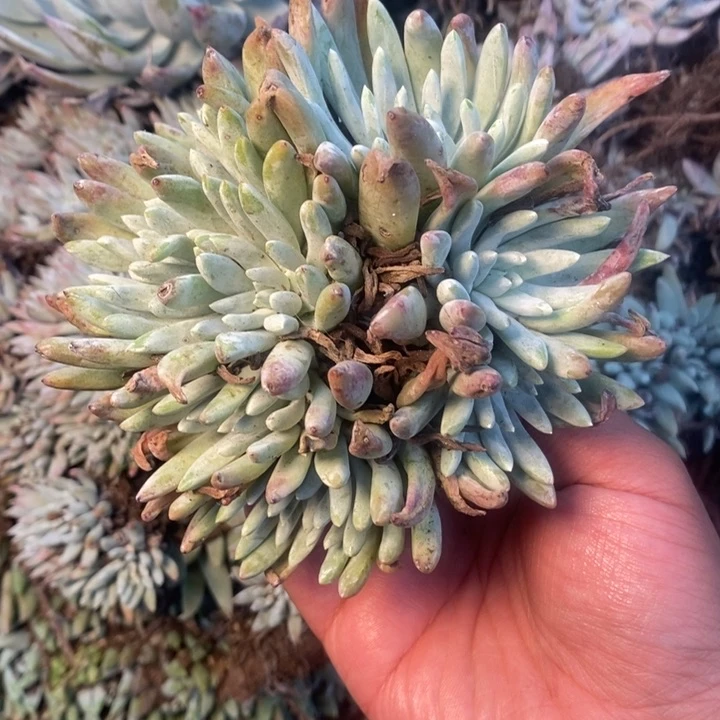 4309哈哈哈哈哈哈哈哈哈哈