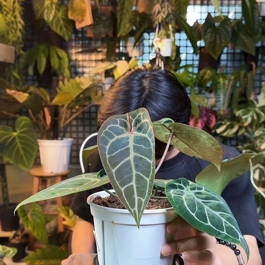 五***咪完全开放一物一拍R137