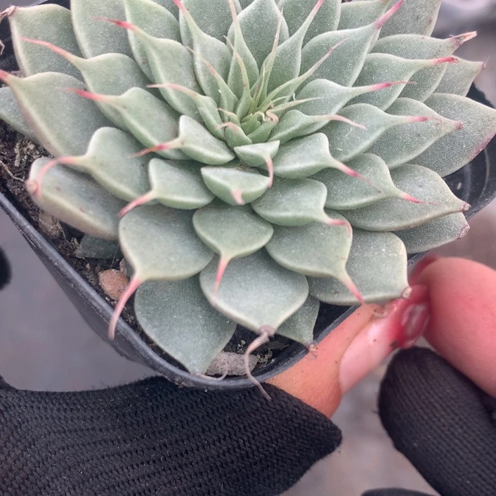 睫毛精  （不满9.99发空盆冷地区不拍保温扣3.9多肉）