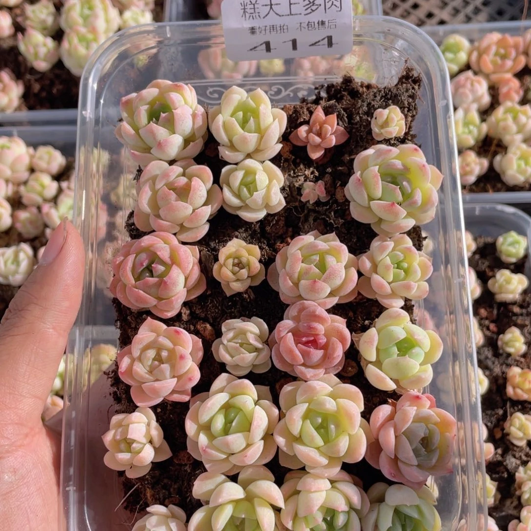 糕大上多肉植物414