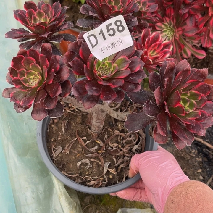 158黑金刚多肉法师不包断枝