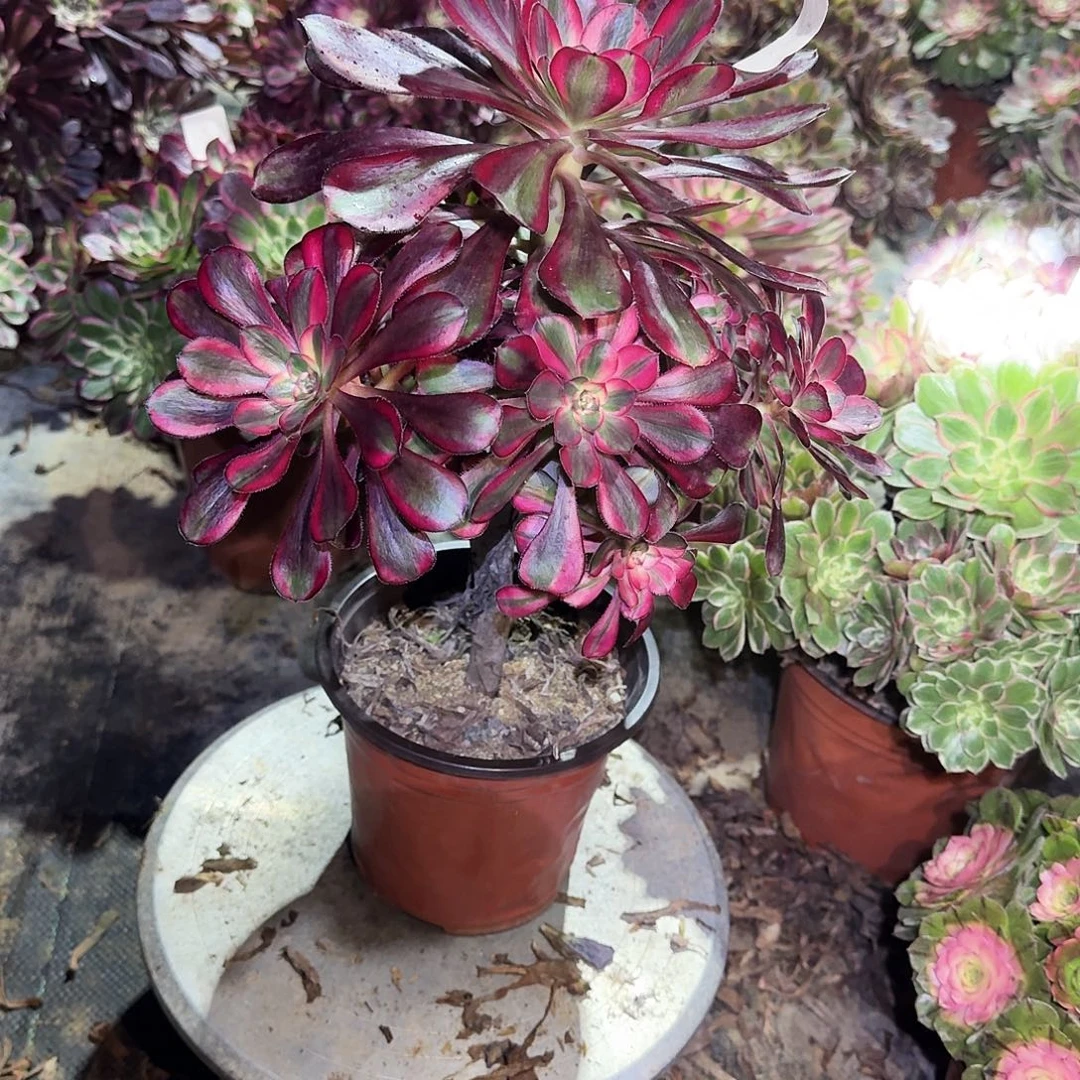 多肉植物丽娜0637