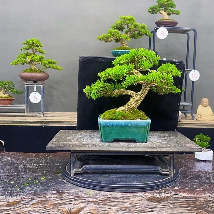 无花朵黄杨盆景四季常青不落叶