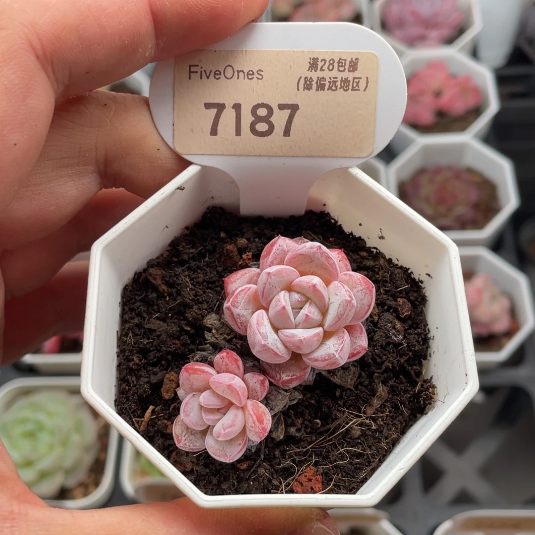 维特7187-5.0厘米