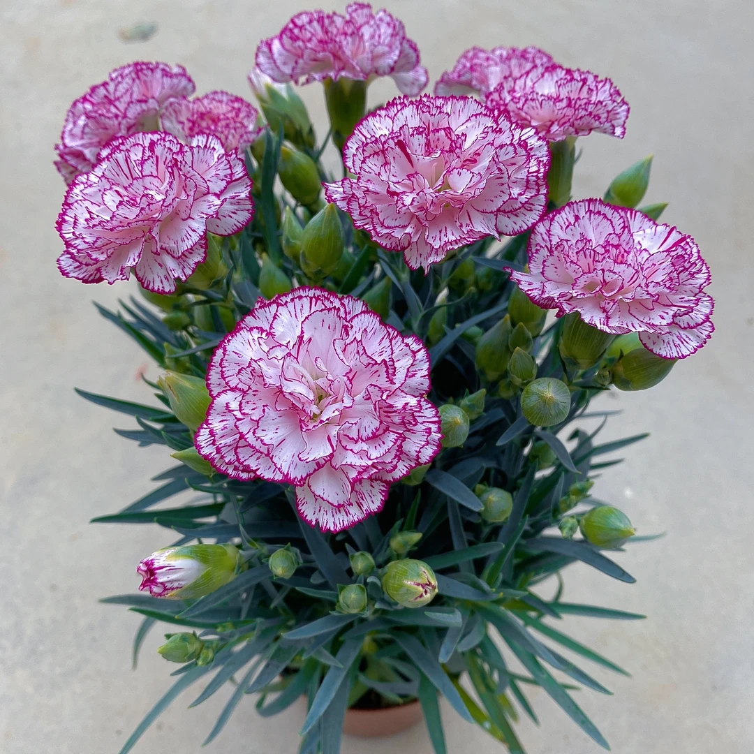 紫莎康乃馨盆栽（11cm盆径）