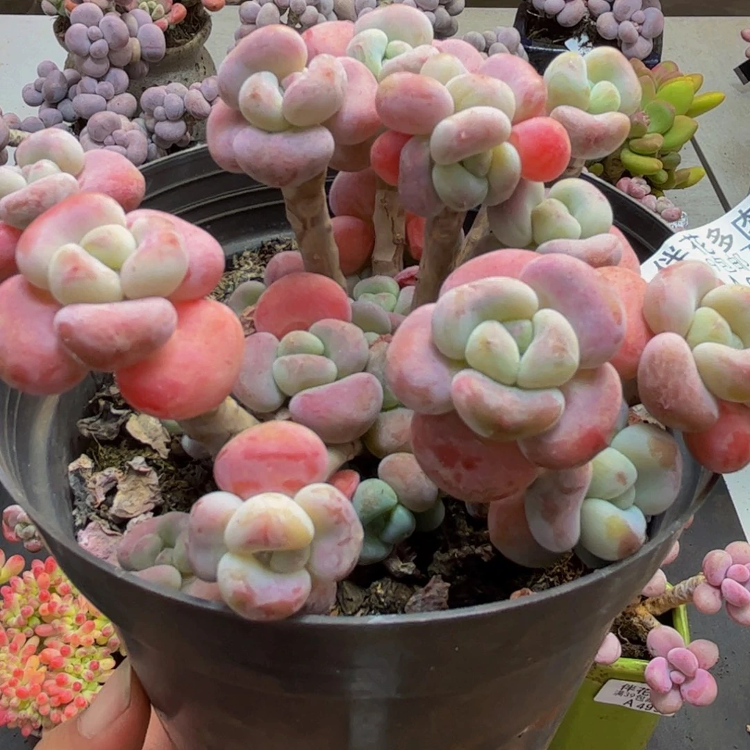 647腰子洛神8cm多肉植物