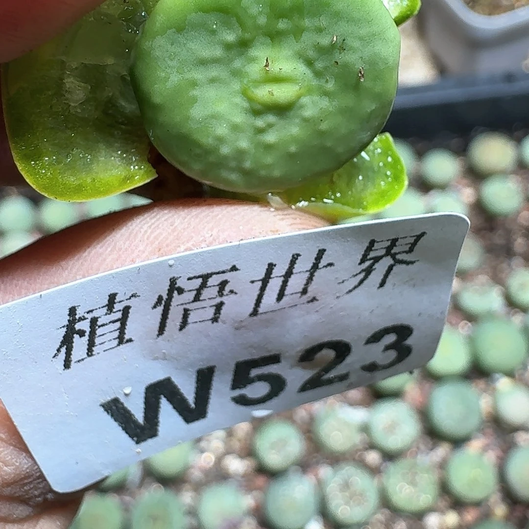 523盒多肉植物哇c