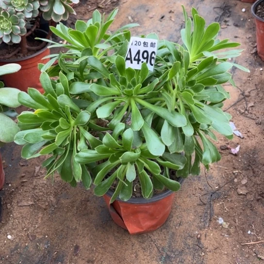 496原始绿不包断枝