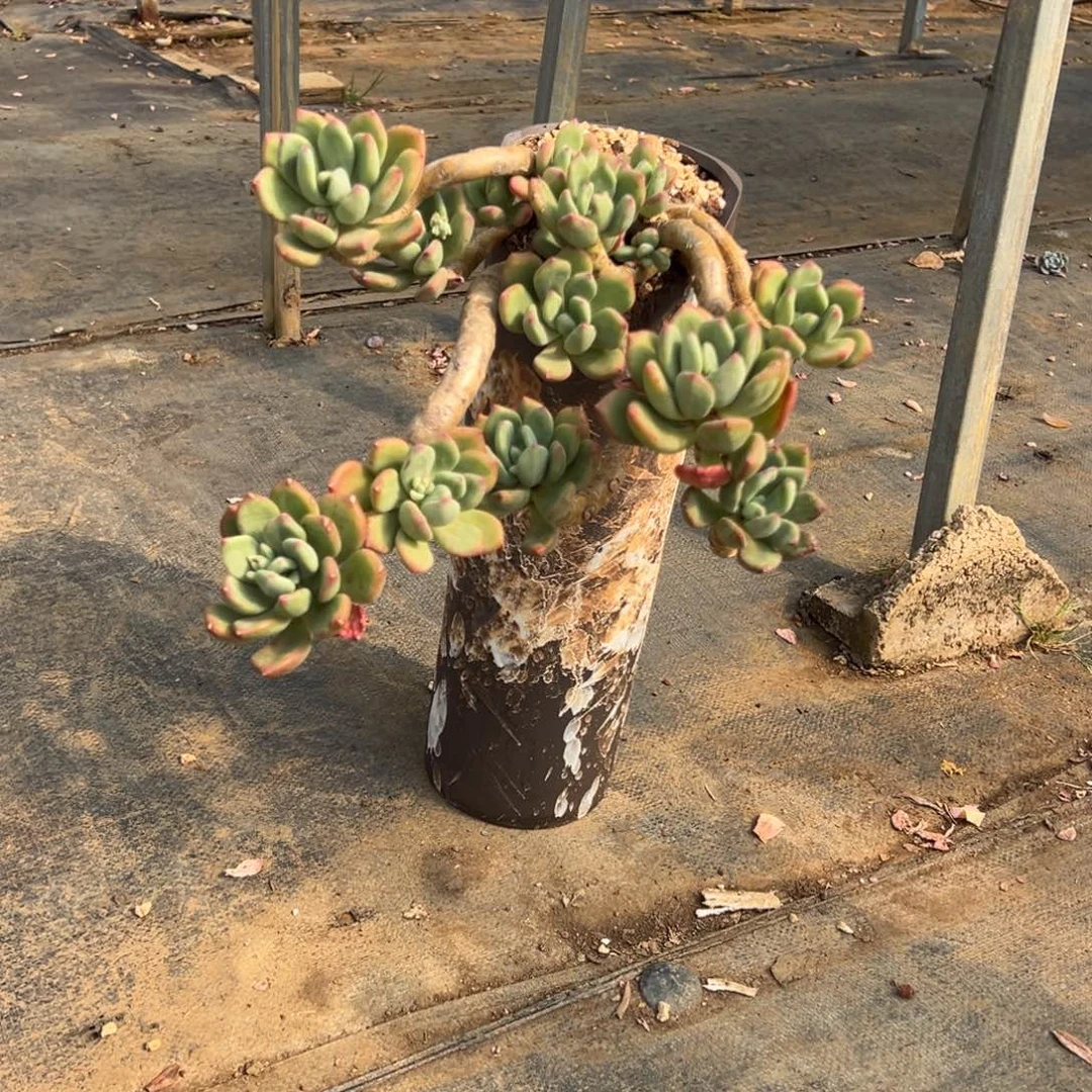 露养老桩清新美人加盆加物流费