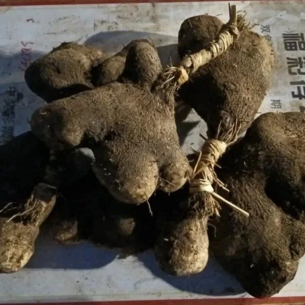 毛薯脚板薯湖南常宁新鲜铁薯白薯