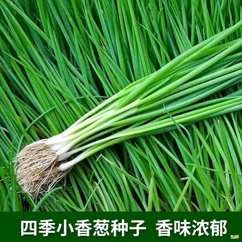 【满五包包邮】（满五送一）四季小香葱好养活适合家庭阳台小院种植