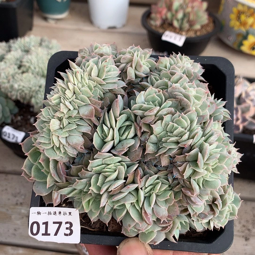 173昂斯诺缀一颗12.5厘米