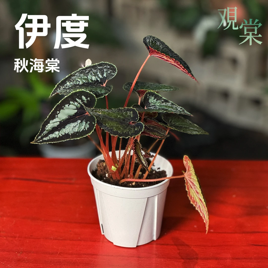 【观棠｜伊度秋海棠】深绿银斑叶 鲜红直立茎 耐阴彩叶小盆栽