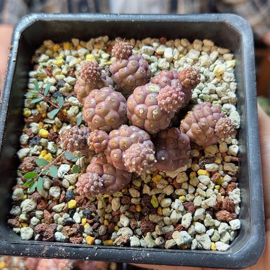 自根原地粉习自野5.5公分底部老皮