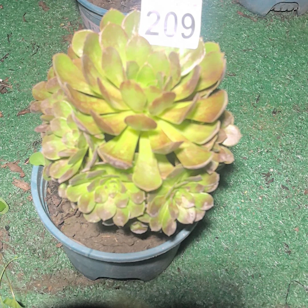 209黑魔法师2-10法师