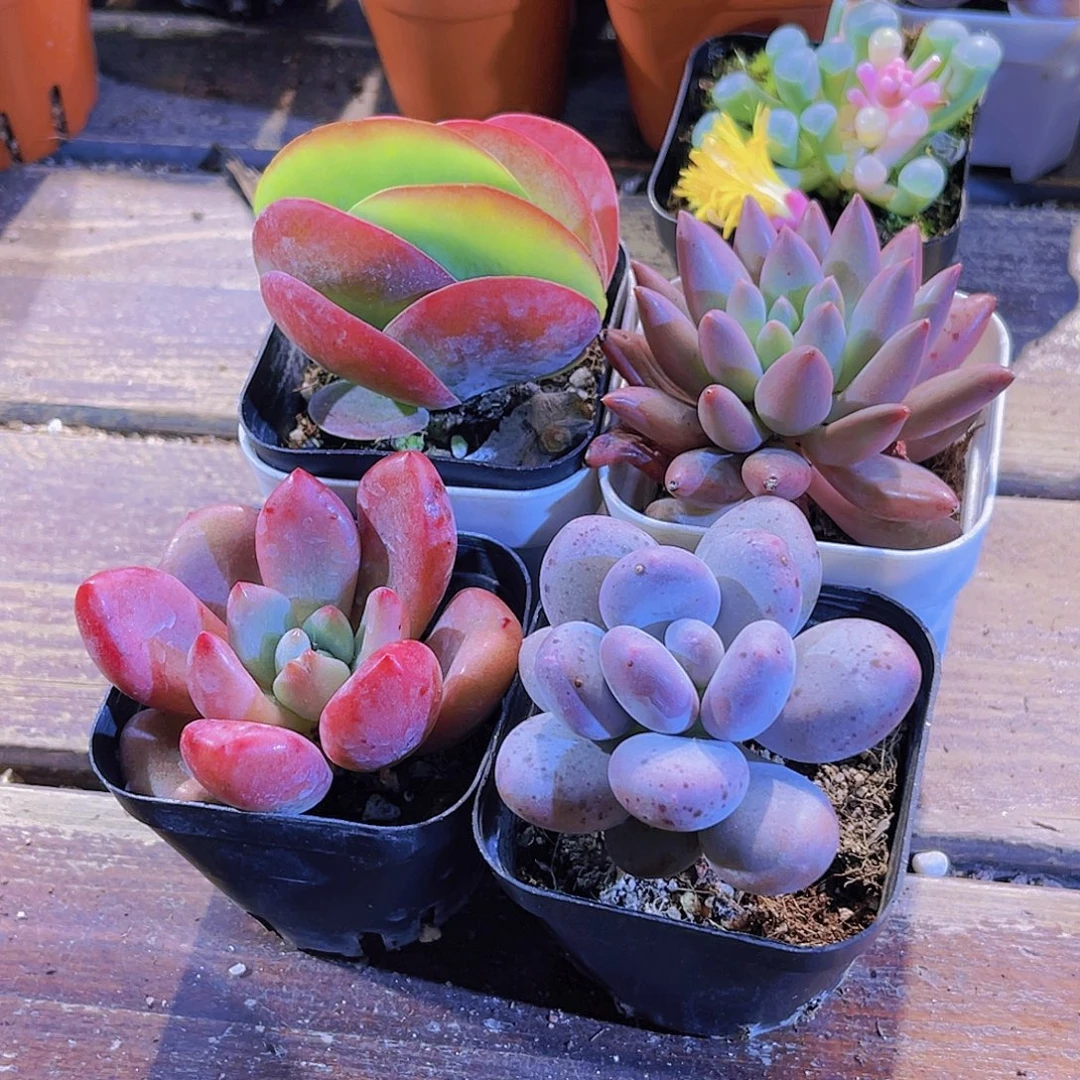 如图四单11111111111