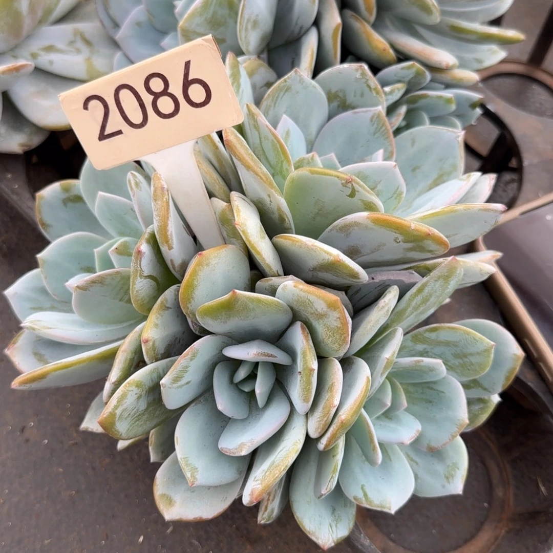 ღ***এ2086。      奶茶四头