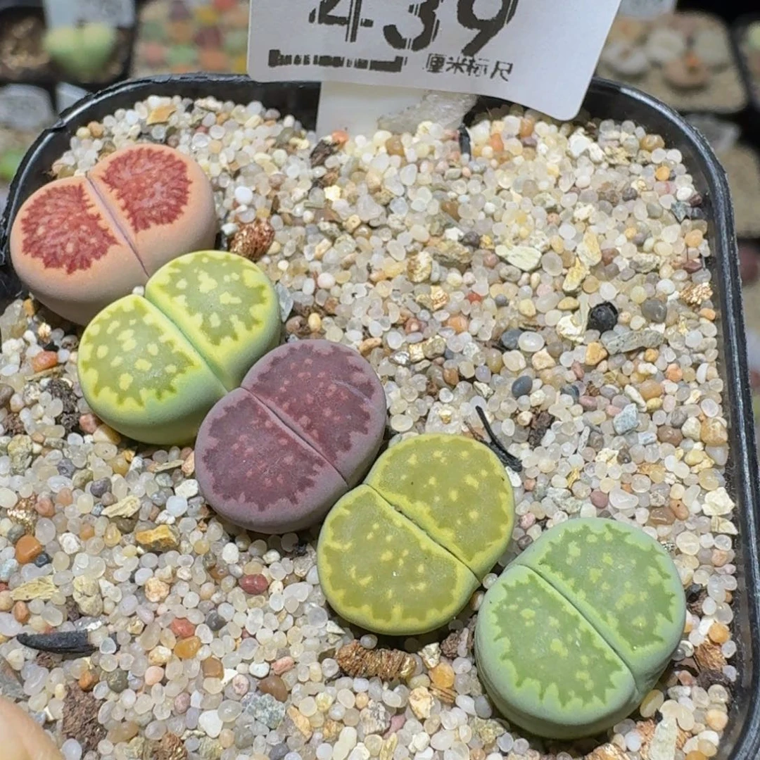Ssss精品生石花439