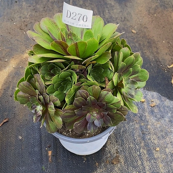 270花月夜多肉法师