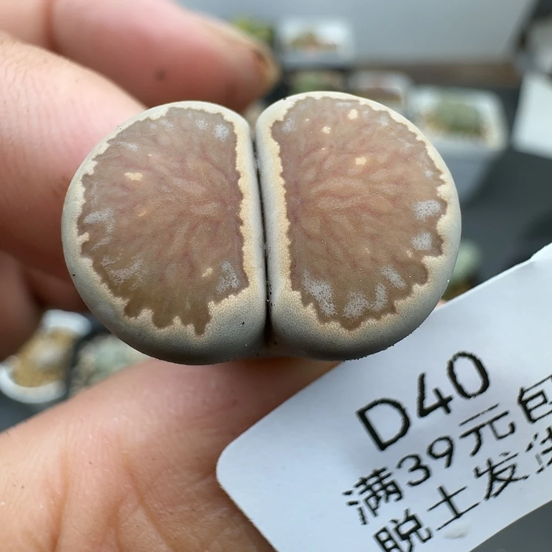 40多肉哈哈哈哈哈哈哈哈