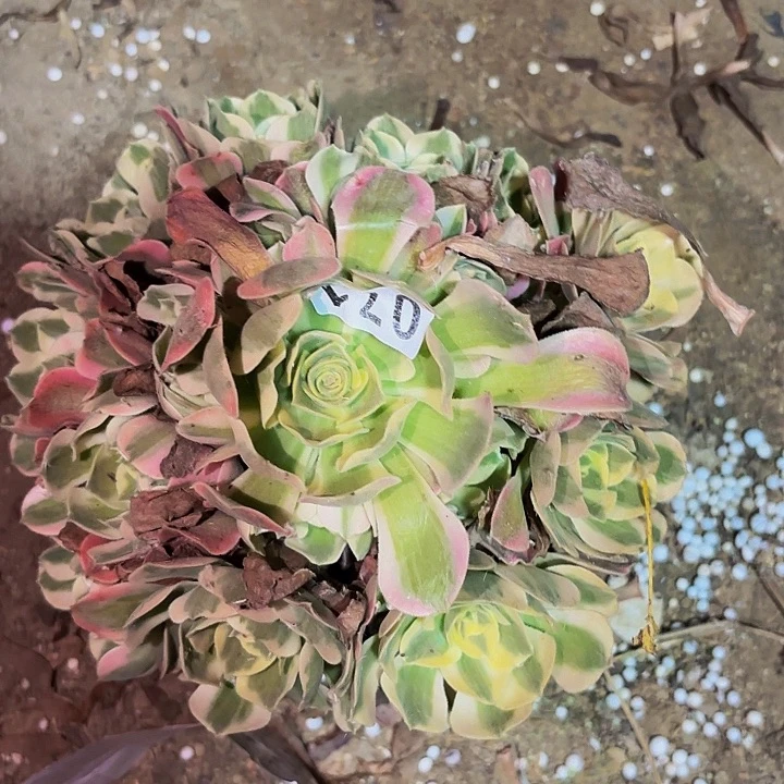 071妖月多肉植物不售后