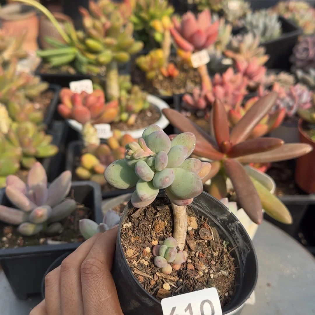 释***怀610号 一物一拍一物一拍