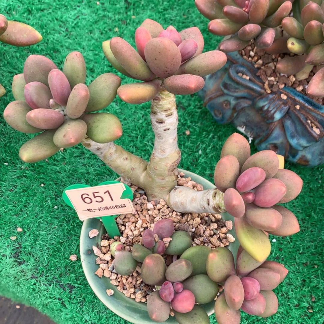 芒果奶酪瑕疵一物一拍