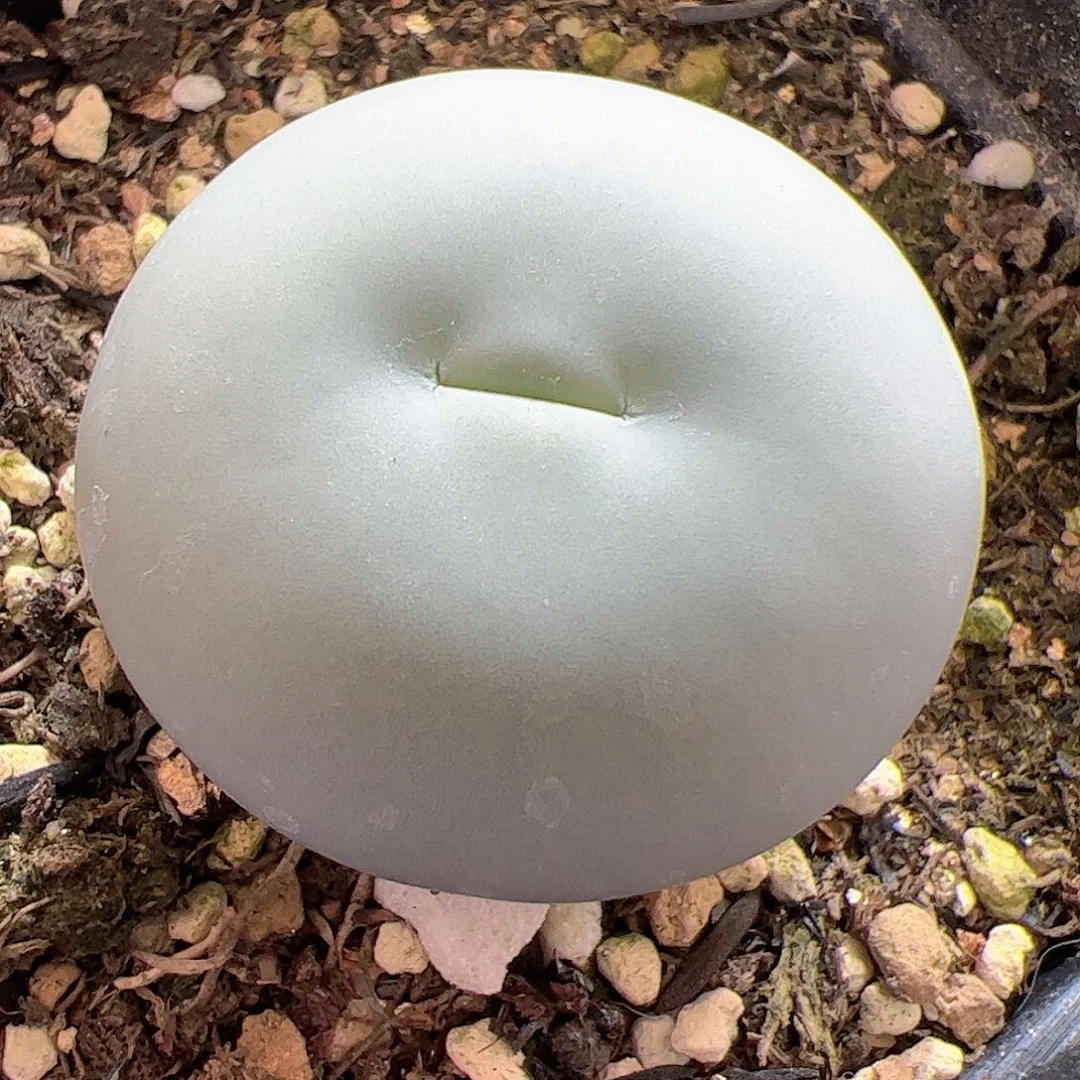 【闪购商品】160 包子脸 3cm鸽子蛋