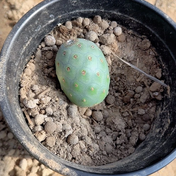 特价超级月球坑习志野285