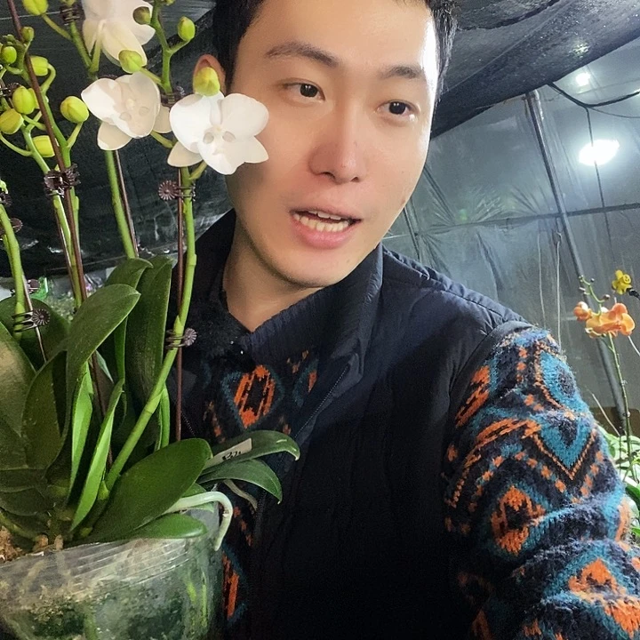 无花朵白天鹅5寸