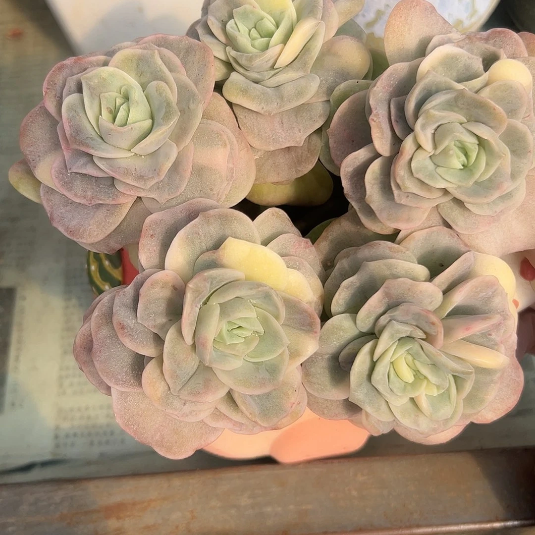 可爱玫瑰锦多肉植物