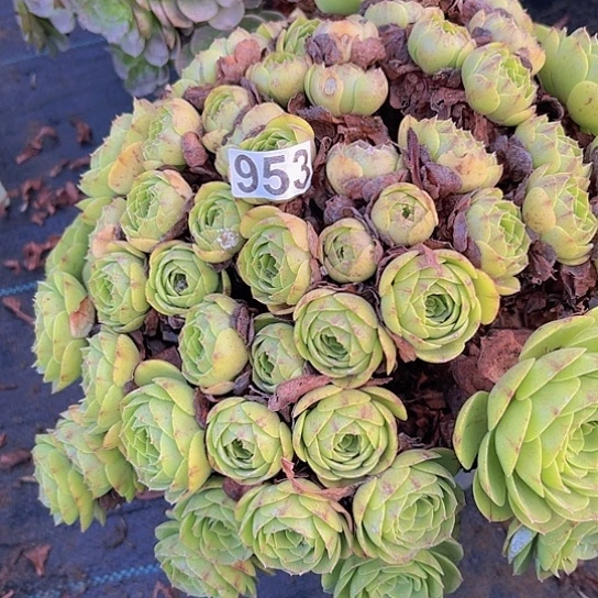 叶***子多肉植物一个沙拉碗